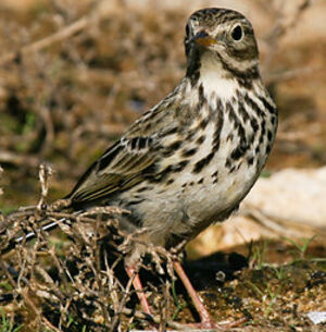 Pipit farlouse