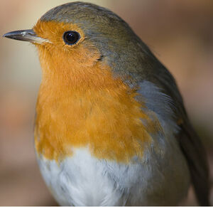 European Robin 
&copy; Sylvie Loison