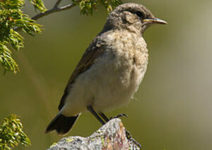 Northern Wheatear