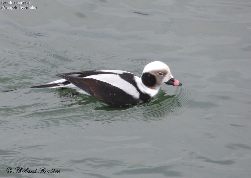 Long-tailed Duck male adult breeding, swimming