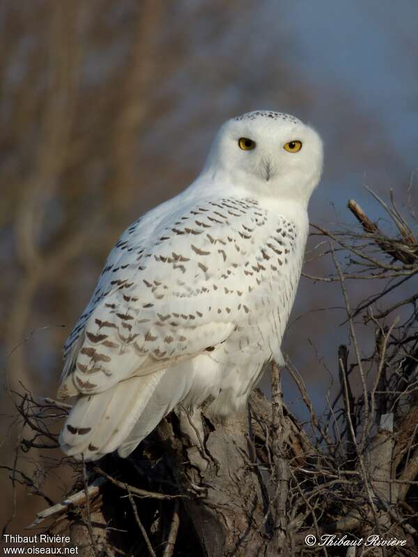 Snowy Owl male immature, identification