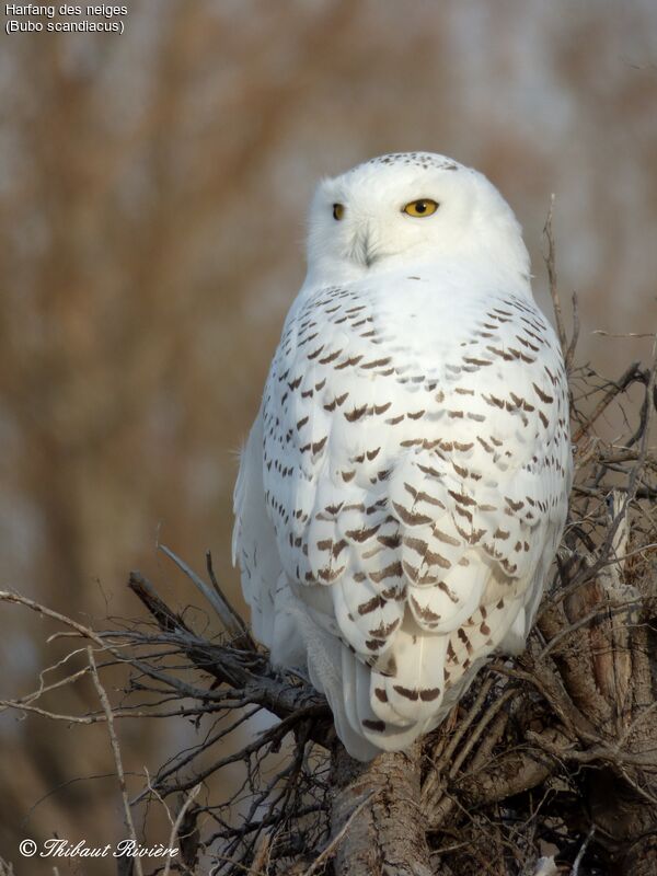 Snowy Owl male