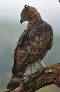 Changeable Hawk-Eagle