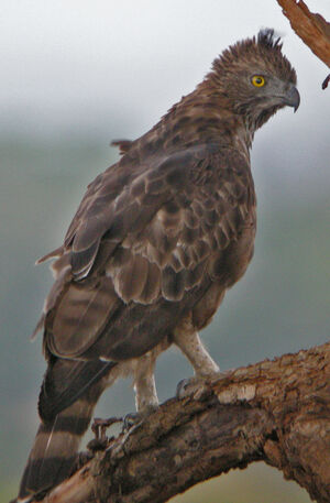 Aigle huppé