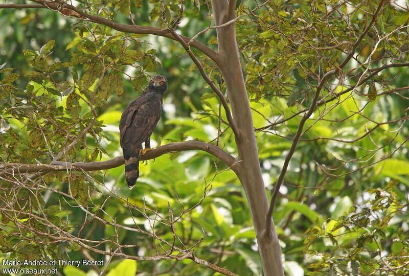 Black Hawk-Eaglesubadult, habitat, pigmentation