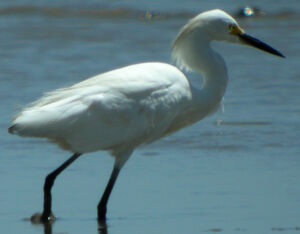 Aigrette neigeuse