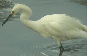 Aigrette neigeuse