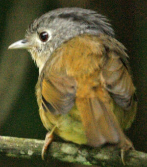 Grey-cheeked Fulvetta