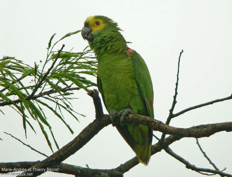 Turquoise-fronted Amazon, identification