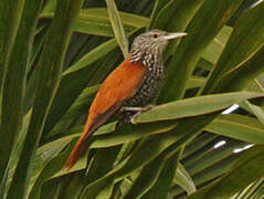 Point-tailed Palmcreeper