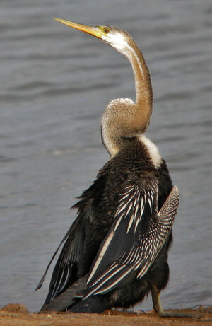 Anhinga roux