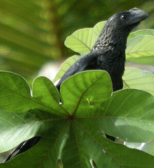 Smooth-billed Ani