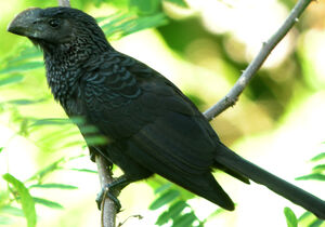 Smooth-billed Ani