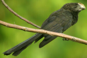 Smooth-billed Ani