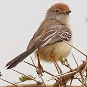 Red-fronted Warbler