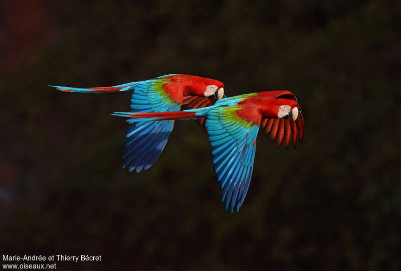 Red-and-green Macawadult, pigmentation, Flight