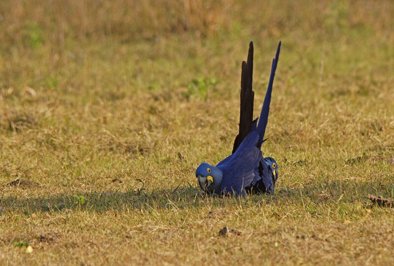 Hyacinth Macaw, mating.