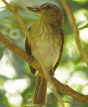 Attila � croupion jaune