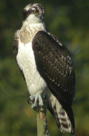 Balbuzard pêcheur