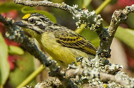 Yellow-fronted Tinkerbird