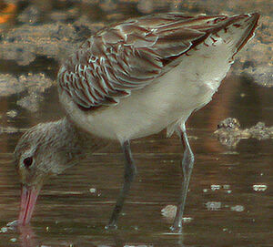 Black-tailed Godwit