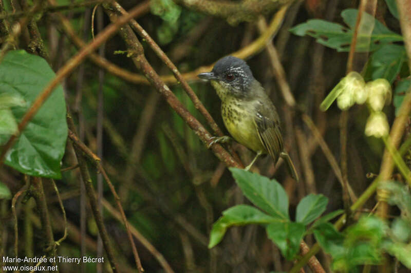 Spot-breasted Antvireo male adult, identification