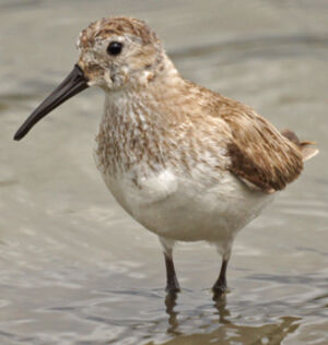 Dunlin