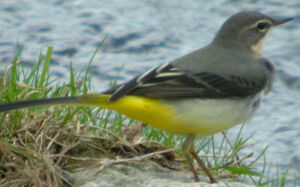 Grey Wagtail 
&copy; Marie-Andr�e et Thierry B�cret
