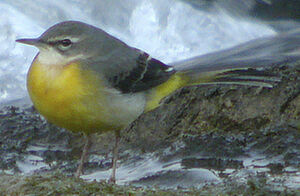 Grey Wagtail 
&copy; Marie-Andr�e et Thierry B�cret