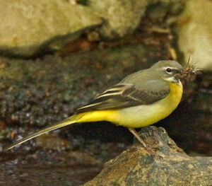 Grey Wagtail