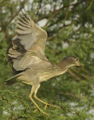Black-crowned Night Heron