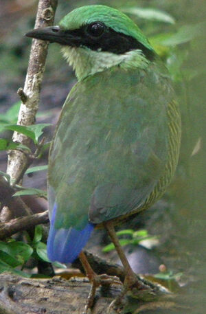 Bar-bellied Pitta