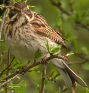 Common Reed Bunting 
&copy; Marie-Andr�e et Thierry B�cret