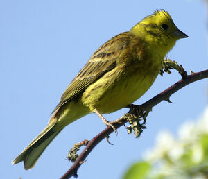 Bruant jaune 
&copy; Marie-Andr�e et Thierry B�cret