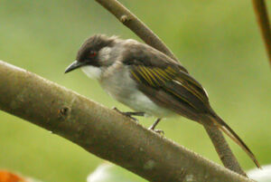 Bulbul � ailes vertes