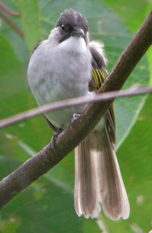 Bulbul � ailes vertes