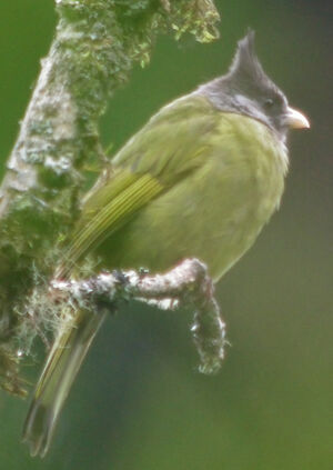 Crested Finchbill