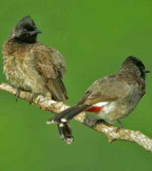 Red-vented Bulbul
