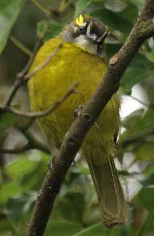Yellow-eared Bulbul
