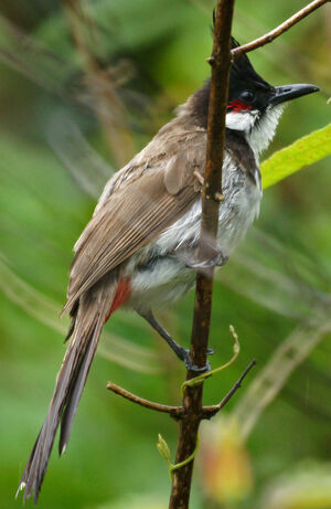 Bulbul orph�e