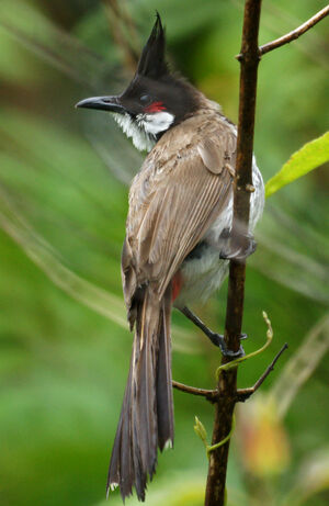 Bulbul orph�e