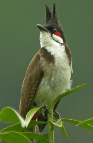 Bulbul orphée