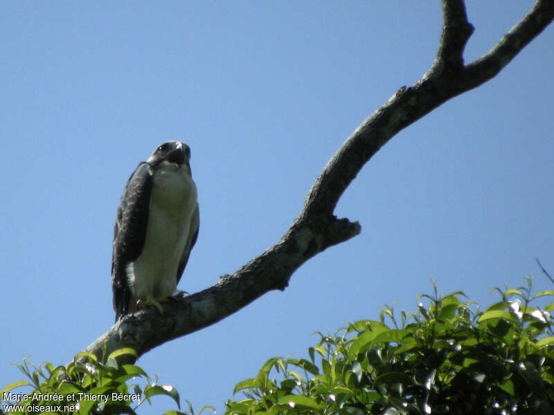 Short-tailed Hawkjuvenile, identification