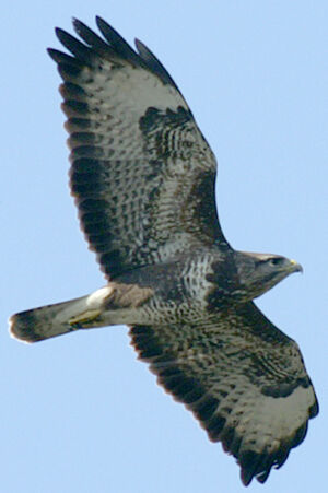 Common Buzzard 
&copy; Marie-Andr�e et Thierry B�cret