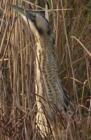 Eurasian Bittern