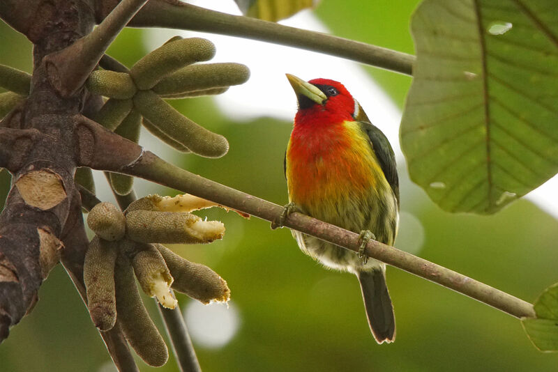 Red-headed Barbet male