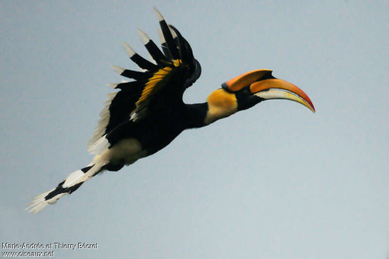 Great Hornbill male adult, pigmentation, Flight