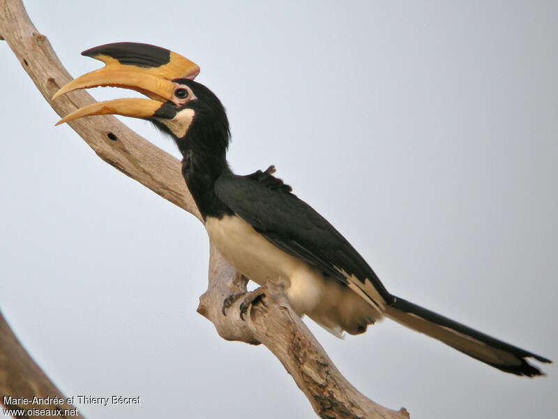 Malabar Pied Hornbill female adult, close-up portrait