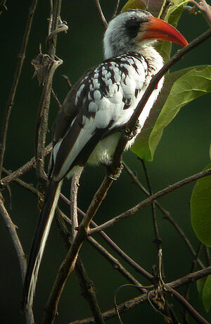 Western Red-billed Hornbill