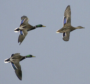 Canard colvert